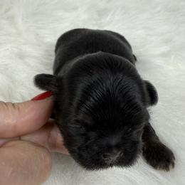 King louis - Black and tan male Shih Tzu puppy in Columbia, Kentucky from Lisa Bandy Shih Tzu