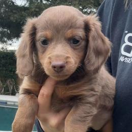 3500 AKC - Isabella and Tan - Fawn (isabella) and tan female Dachshund puppy in Cottonwood, California from Circle C Farm