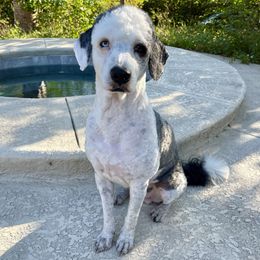 Toby - Sheepadoodle