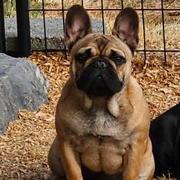 Darcy - French Bulldog