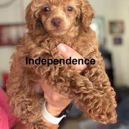 Independence - Red  female Poodle puppy in Ardmore, Oklahoma from The Poodles of Green Acres
