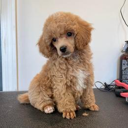 Poodles from Criggle’s Poodles