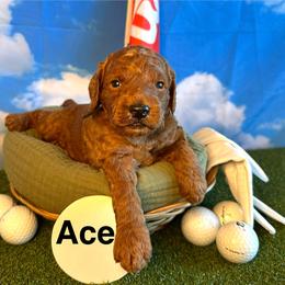 Ace - Red  male Goldendoodle puppy in Chelan, Washington from North Cascades Doodles