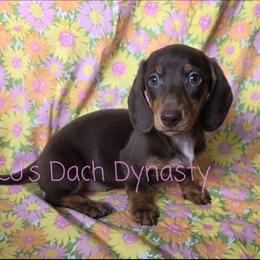 MAY 2700 - Chocolate and tan female Dachshund puppy in Gatesville, Texas from CJ's Dach Dynasty