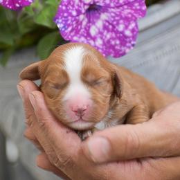 Cavapoo puppies from Stoltzfus Family Puppies (license number 18844)