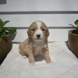 Aussiedoodle and Goldendoodle Puppies from Classic City Doodles