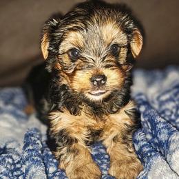 Tony - Black and tan male Yorkshire Terrier puppy in Thornville, Ohio from My precious yorkies