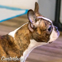Boston Terriers from Canterbury Tails BT