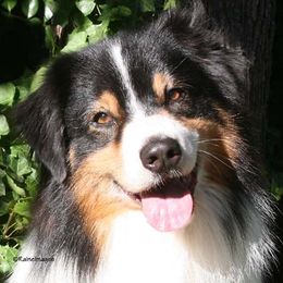 Australian Shepherds from RaineDance Aussies