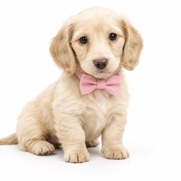 Sofia - Cream female Dachshund puppy in Illinois from William Rotsaert