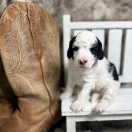 Shyanne - Parti female Poodle puppy in Ault, Colorado from The Peaks Premium Poodles
