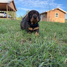 Brock Male 2 - Wild boar male Dachshund puppy in Rusk, Texas from McCann Creek