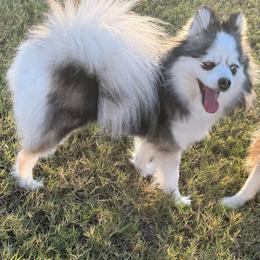 Winnie - Pomsky