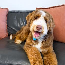 Hutch - Brown male Bernedoodle puppy in Ammon, Idaho from Little Stone Bernedoodles