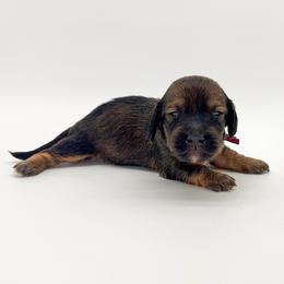 Sage - Sable male Dachshund puppy in Waddell, Arizona from Neu Doxies