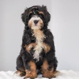 Jess (socialization program student) - Tri-color male Bernedoodle puppy in Dundee, Ohio from Down Home Doodle