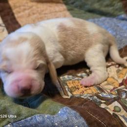 Henry's Puppy - Red and white female Basset Hound puppy in Hood River, Oregon from The Walls Hounds With Heart