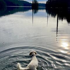 Spanish Water Dogs from Ohana Spanish Water Dogs