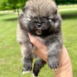 PETER - Cream sable male Pomeranian puppy in Willis, Texas from Treasured Jewels Pomeranians