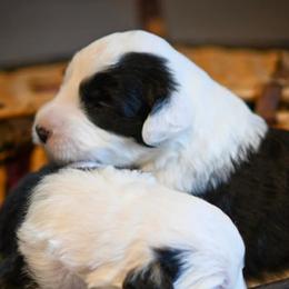 Old English Sheepdogs from Mt. Haggin OES