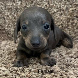 Blue - Gray (blue) and cream female Dachshund puppy in Copperhill, Tennessee from Tuff Country Farm