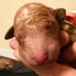 Red collar - Red  male Goldendoodle puppy in Puyallup, Washington from Dawnie’s Doodles