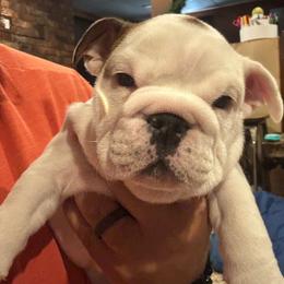 Tiger Lilly - White female Bulldog puppy in Struble, Iowa from Tiny Tanks Kennel