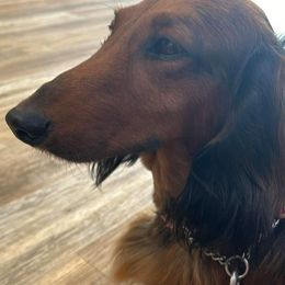 Dachshund All Grown Up from Rare Treat Dachshunds