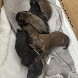 Female 1 - Chocolate female Labrador Retriever puppy in Gainesville, Georgia from Rucker Retrievers
