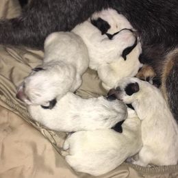 Australian Cattle Dog Puppies from LoveAHeeler