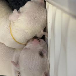 American Bulldog Puppies from DF's Unlimited Ruff