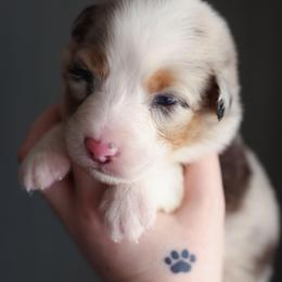 Magnolia - Blue merle female Australian Shepherd puppy in Georgetown, Texas from River Reign Australian Shepherds