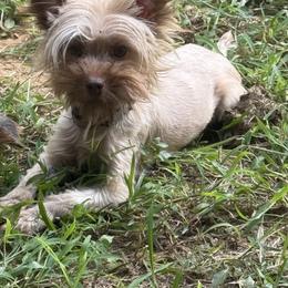 Tawnee - Yorkshire Terrier