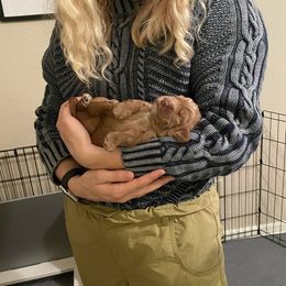 Australian Labradoodle Puppies from Iowa's Lake Park Labradoodles