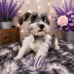 Mia - Parti female Miniature Schnauzer puppy in Sylvania, Georgia from Southern Sky Miniature Schnauzers