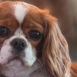 Cavalier King Charles Spaniels from Stonecoal Cavaliers