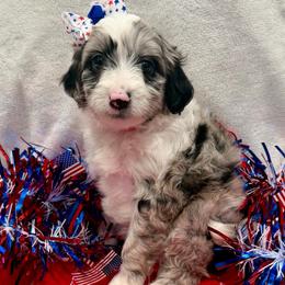 Pink collar toy - Blue merle female Aussiedoodle puppy in 32046, Florida from River Hill Ranch