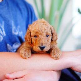 Goldendoodle and Labradoodle Puppies from Doodle Love