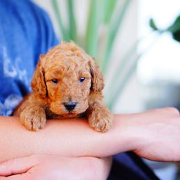 Goldendoodle and Labradoodle Puppies from Doodle Love