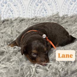 Lane - Brown and white female Aussiedoodle puppy in Fort Worth, Texas from Doodles by Dada