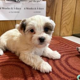 Girl 2 - Parti female Yorkshire Terrier puppy in Bear Creek, North Carolina from Yorkie Time