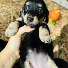 Dachshund Puppies from Treasure Dachshunds
