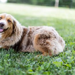 Maddy - Miniature Australian Shepherd
