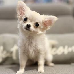 Chihuahua puppies from Figgy’s Chihuahuas