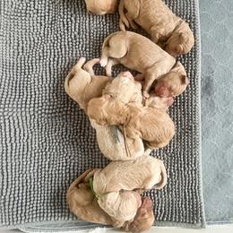 Blue collar - Apricot male Goldendoodle puppy in San Antonio, Texas from Pasatiempo Ranch