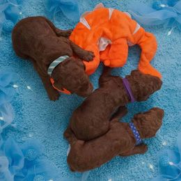 Boy 3 - Red  male Poodle puppy in Mc Henry, Illinois from Sunset Maple Poodles