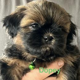 Dopey - Chocolate and tan female Shih Tzu puppy in Bloomfield, Indiana from Meihem Pups