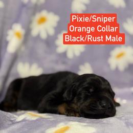 Orange Collar - Black and rust male Doberman Pinscher puppy in Lake City, Florida from Paintedcrazy Doberman Pinchers