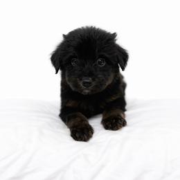 Green collar - Black tri-color male Aussiedoodle puppy in Fairmount, Georgia from Muscadine Meadows Farm