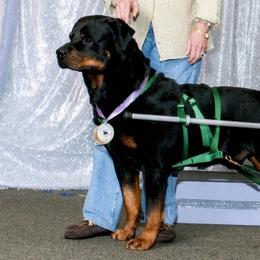 Rottweilers from Wellslands Rottweilers